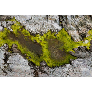 Umělecká fotografie Abstract view of moss on rocks, Kevin Trimmer, (40 x 26.7 cm)