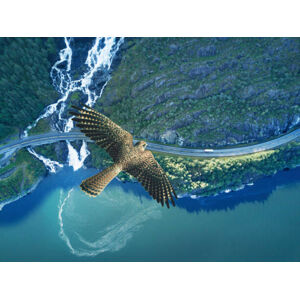 Umělecká fotografie Kestrel flying above ocean, rocky land,, Stanislaw Pytel, (40 x 30 cm)