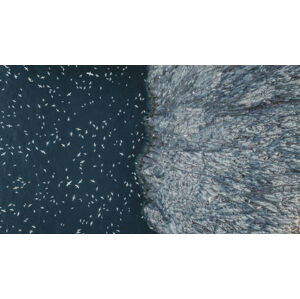 Umělecká fotografie Gannets flying off the edge of, Abstract Aerial Art, (40 x 22.5 cm)