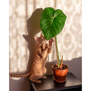 Ilustrace Kitten and indoor plant philodendron, Rhisang Alfarid, (30 x 40 cm)