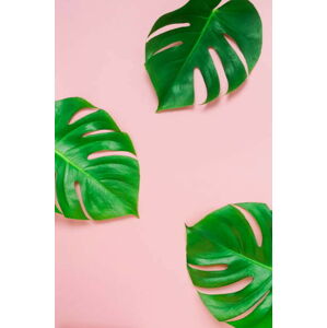Ilustrace tropical green monstera leaves , branches, IrenaStar, (26.7 x 40 cm)