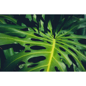 Ilustrace Monstera Philodendron leaves - tropical forest, hanohiki, (40 x 26.7 cm)
