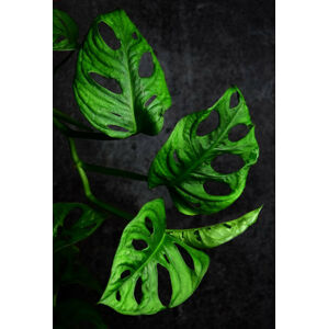 Ilustrace Montstera monkey leaf, zetat, (26.7 x 40 cm)