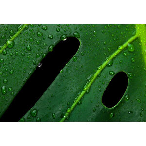 Ilustrace Monstera large green jungle leaf with drops, MilenaKatzer, (40 x 26.7 cm)