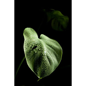 Ilustrace Close-up of leaves of monstera plant with dewdrops, Cavan Images, (26.7 x 40 cm)
