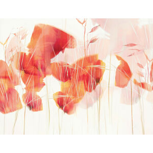 Ilustrace Modern poppies, Nel Talen, (40 x 30 cm)