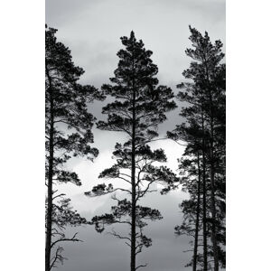 Ilustrace Swedish Trees, Mareike Böhmer, (26.7 x 40 cm)