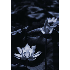 Umělecká fotografie Midsummer lotus, Sunao Isotani, (26.7 x 40 cm)