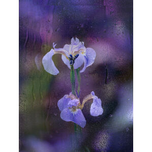 Umělecká fotografie Iris in rain, YoungIl Kim, (30 x 40 cm)