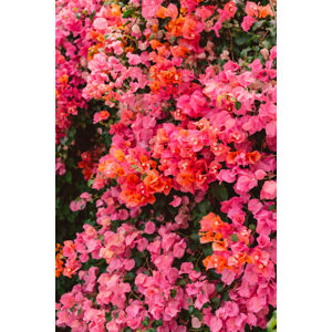 Umělecká fotografie California Blooms, Bethany Young, (26.7 x 40 cm)