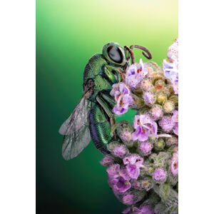 Umělecká fotografie Cuckoo wasp, Sherif Abdallah, (26.7 x 40 cm)