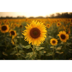 Fotografie Sunflower, Rehman Asad, 40x26.7 cm