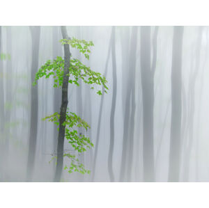 Umělecká fotografie the fog and leaves, michel	manzoni, (40 x 30 cm)