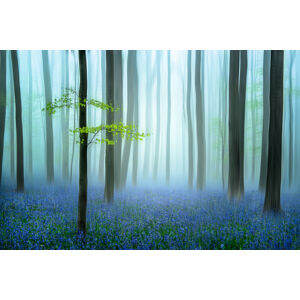 Umělecká fotografie the blue forest ........, Piet	Haaksma, (40 x 26.7 cm)