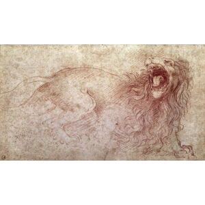 Leonardo da Vinci - Obrazová reprodukce Sketch of a roaring lion, (40 x 22.5 cm)