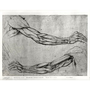 Leonardo da (attr.to) Vinci - Obrazová reprodukce Study of Arms, (40 x 30 cm)