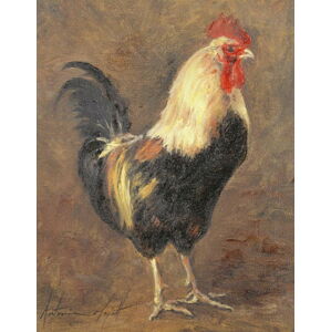 Obrazová reprodukce The Cockerel, 1999, Antonia Myatt, 30 × 40 cm