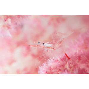 Umělecká fotografie Glamour shrimp, Andrey	Narchuk, (40 x 26.7 cm)