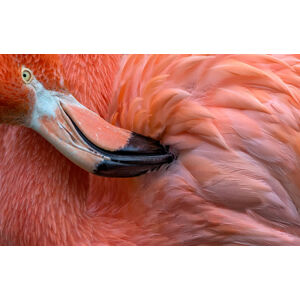 Umělecká fotografie Flamingo Close Up, Xavier	Ortega, (40 x 24.6 cm)