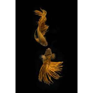 Umělecká fotografie Love Story of the Golden Fish, Ganjar	Rahayu, (26.7 x 40 cm)