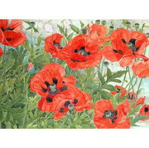 Linda Benton - Obrazová reprodukce Poppies, (40 x 30 cm)