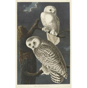 John James (after) Audubon - Obrazová reprodukce Snowy Owl, 1831, (26.7 x 40 cm)