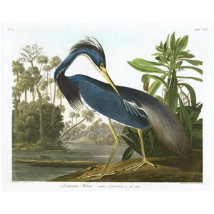 John James (after) Audubon - Obrazová reprodukce Louisiana Heron, 1834, (40 x 30 cm)