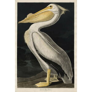 John James (after) Audubon - Obrazová reprodukce American White Pelican, 1836, (26.7 x 40 cm)