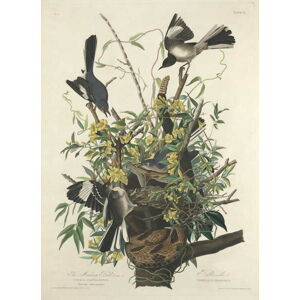 John James (after) Audubon - Obrazová reprodukce The Mocking Bird, 1827, (30 x 40 cm)