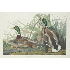 John James (after) Audubon - Obrazová reprodukce Mallard Duck, 1834, (40 x 26.7 cm)