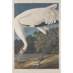 John James (after) Audubon - Obrazová reprodukce Hooping Crane, 1834, (26.7 x 40 cm)