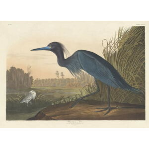 John James (after) Audubon - Obrazová reprodukce Blue Crane or Heron, 1836, (40 x 30 cm)