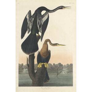 John James (after) Audubon - Obrazová reprodukce Black-bellied Darter, 1836, (26.7 x 40 cm)