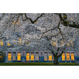 Umělecká fotografie Morning at University of Washington, Lydia	Jacobs, (40 x 26.7 cm)