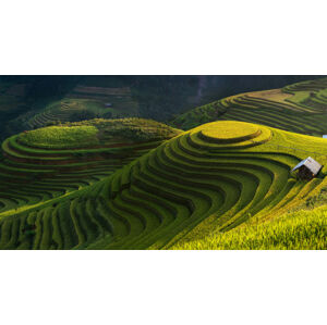 Umělecká fotografie Gold Rice Terrace In Mu Cang Chai,Vietnam, Jakkree Thampitakkull, (40 x 22.5 cm)