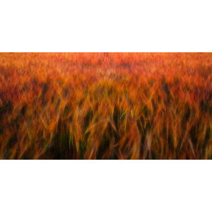 Umělecká fotografie fire fields, Piotr Krol (Bax), (40 x 20 cm)