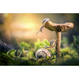 Umělecká fotografie The Awakening of Snails, Alberto Ghizzi Panizza, (40 x 26.7 cm)