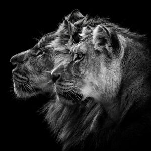 Umělecká fotografie Lion and Lioness Portrait, Laurent Lothare Dambreville, (40 x 40 cm)