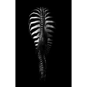Umělecká fotografie Zebra Buttocks, Antonio Grambone, (26.7 x 40 cm)