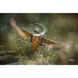 Umělecká fotografie Kingfisher, Alberto Ghizzi Panizza, (40 x 26.7 cm)