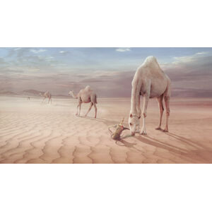Umělecká fotografie Camels Trip, sulaiman almawash, (40 x 22.5 cm)
