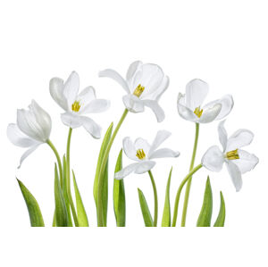 Umělecká fotografie White Tulips, Mandy Disher, (40 x 26.7 cm)