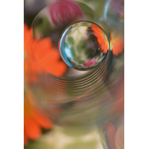 Umělecká fotografie Floral sphere, Heidi Westum, (26.7 x 40 cm)