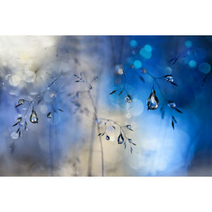 Umělecká fotografie Blue rain, Heidi Westum, (40 x 26.7 cm)