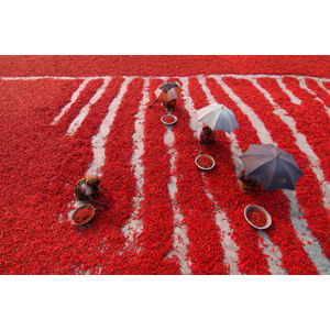 Umělecká fotografie Red Chilies Pickers, Azim Khan Ronnie, (40 x 26.7 cm)