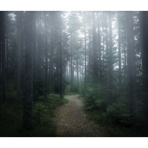 Umělecká fotografie The forest of secrets, Christian Lindsten, (40 x 35 cm)