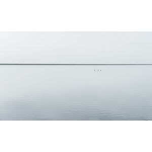 Umělecká fotografie Tree svans, Viggo Johansen, (40 x 22.5 cm)