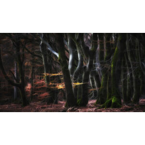 Umělecká fotografie Mystical Speulderforest, Saskia Dingemans, (40 x 22.5 cm)
