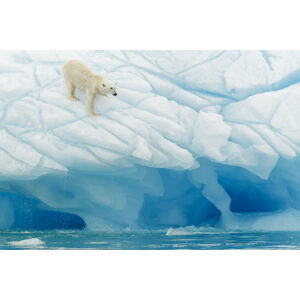 Umělecká fotografie Polar Bear, Joan Gil Raga, (40 x 26.7 cm)