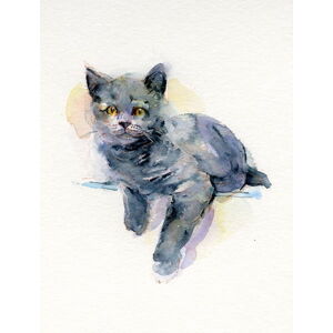 Keeling, John - Obrazová reprodukce Grey kitten, 2017,, (30 x 40 cm)